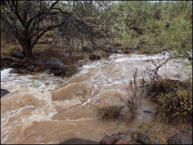 Water running down a wash with trees